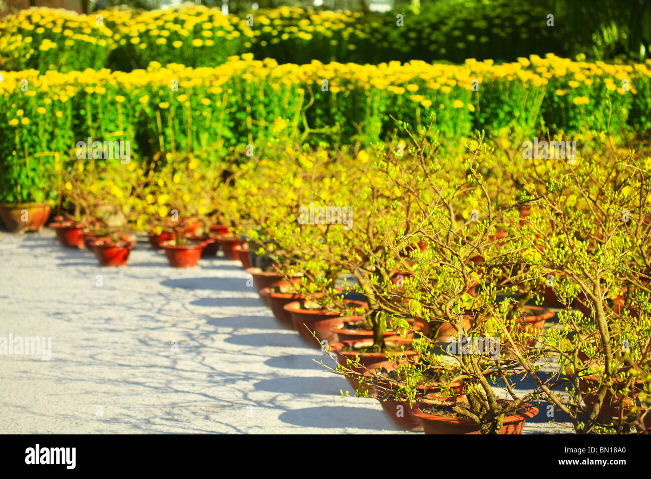 Bright Chinese New Year flower market fair Stock Photo Alamy