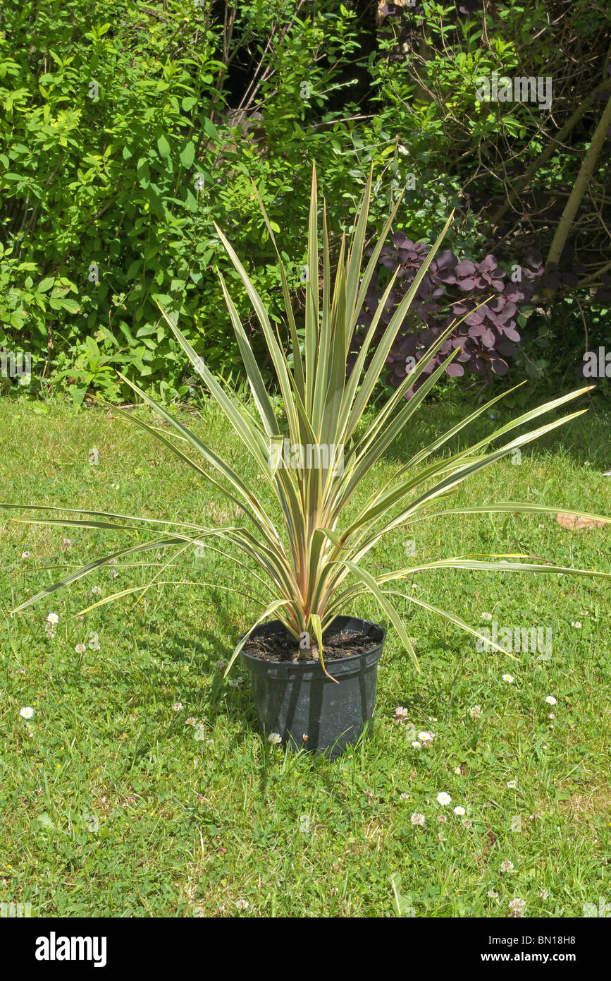 Potted Cordyline australis cultivar 'Sparkler' otherwise known as the Cabbage Tree placed on a Garden Lawn Stock Photo
