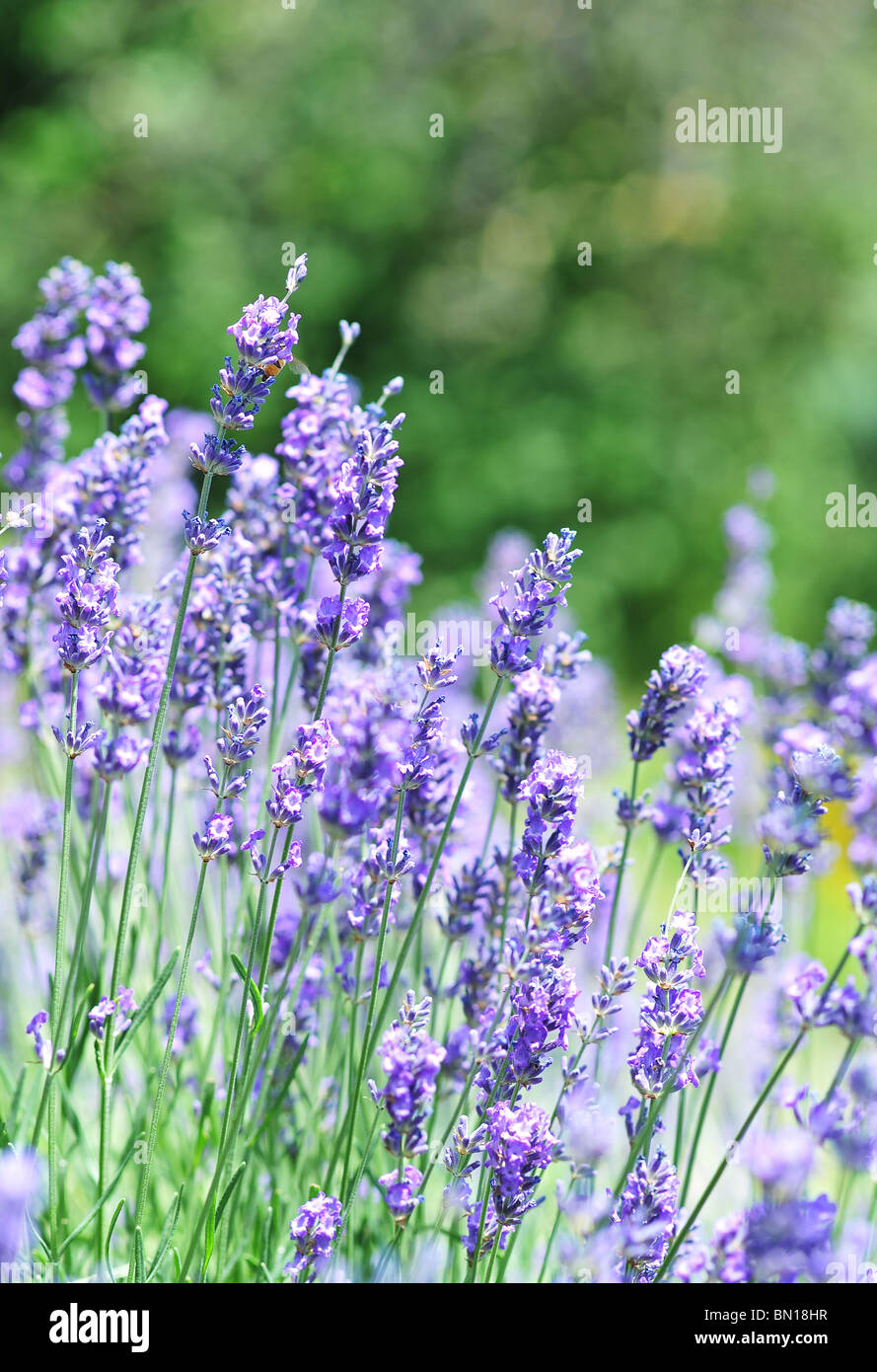 Lavandula angustifolia (Lavandula spica or Lavandula vera; common lavender, true lavender, English lavender, or Officinalis) Stock Photo