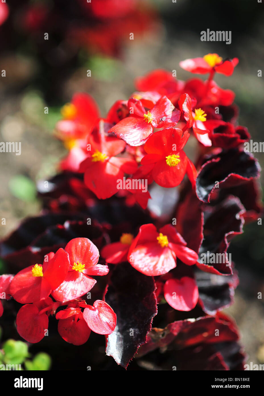 begonia semperflorens 'Party Friend' Stock Photo