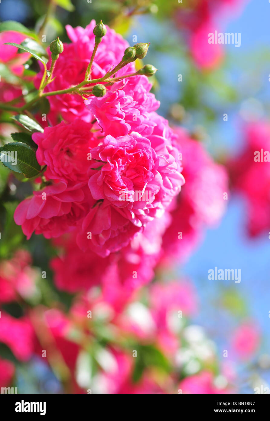 Rose Lovely Fair, Spevu Walsh Stock Photo