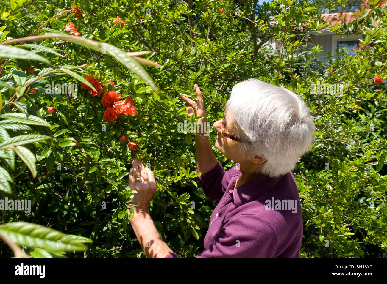 A gardener admiring the flowers of her Pomegranate tree (Punica granatum). Jardinière admirant les fleurs de son Grenadier. Stock Photo