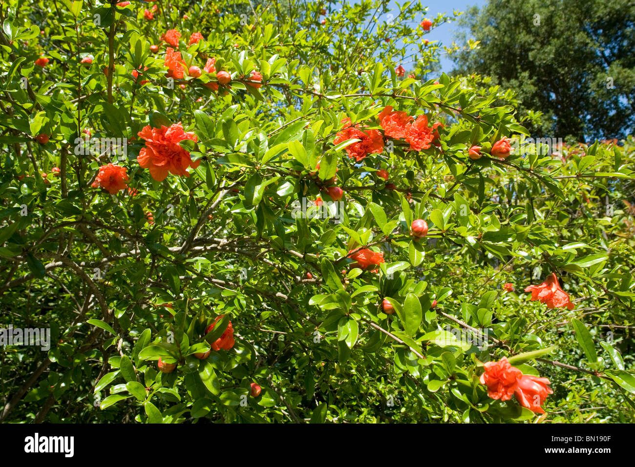 Flowers and buds of a Pomegranate tree (Punica granatum). Boutons et fleurs de Grenadier (Punica granatum). Stock Photo