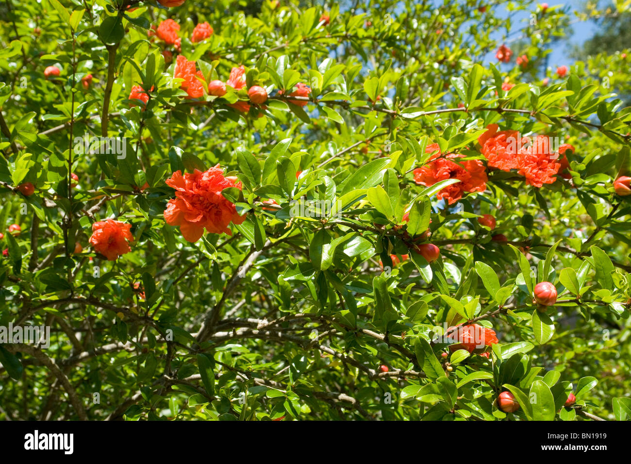 Flowers of a Pomegranate tree (Punica granatum). Fleurs de grenadier (Punica granatum). Stock Photo