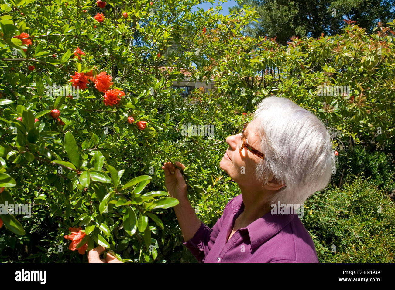 A gardener admiring the flowers of her Pomegranate tree (Punica granatum). Jardinière admirant les fleurs de son Grenadier. Stock Photo