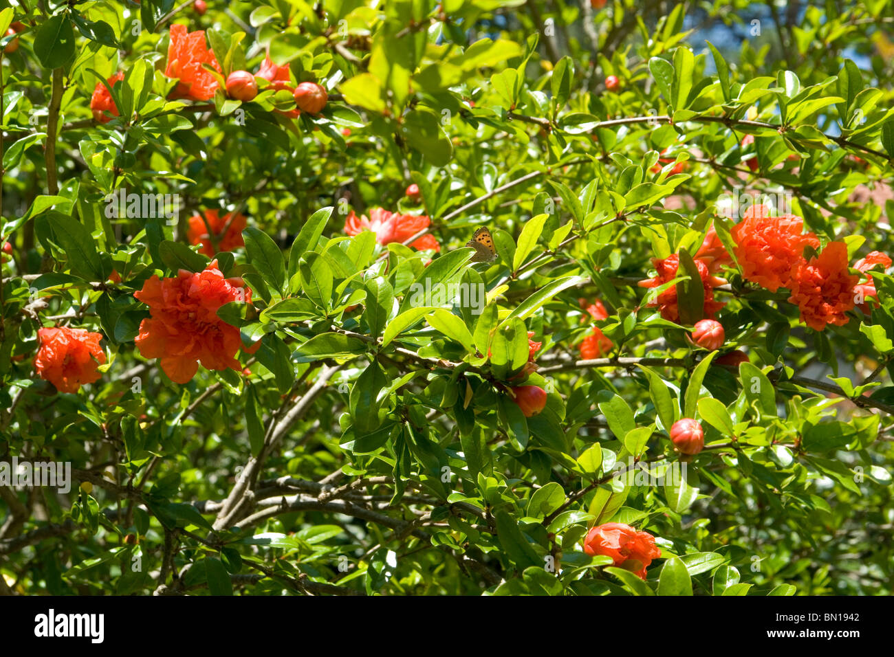 Flowers of a Pomegranate tree (Punica granatum). Fleurs de grenadier (Punica granatum). Stock Photo