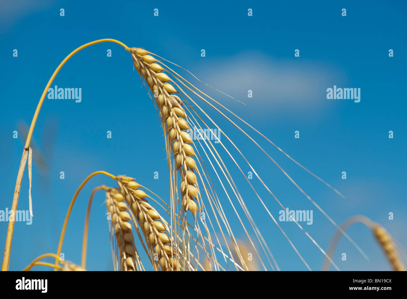 Barley crop ripening in a fields against a blue sky. Oxfordshire, England Stock Photo