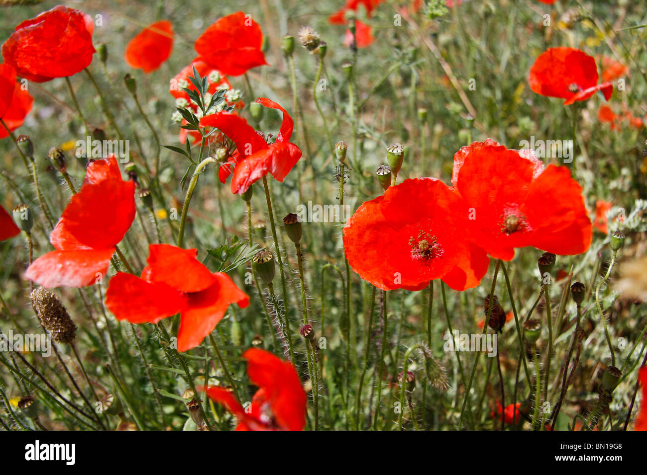 Closeup of wild poppies in a field, Mallorca Stock Photo