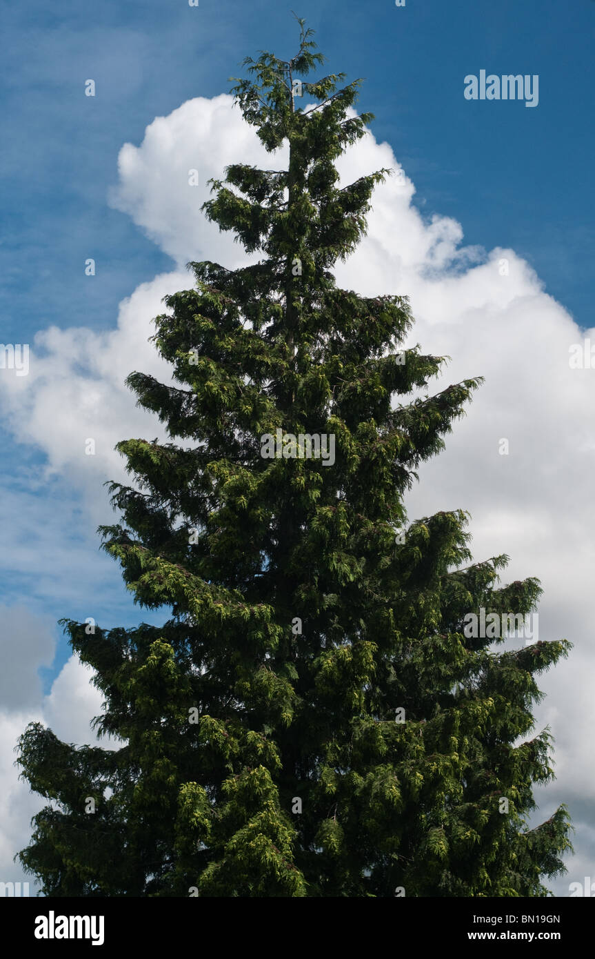 Blue sky with fluffy clouds and pine tree Stock Photo - Alamy