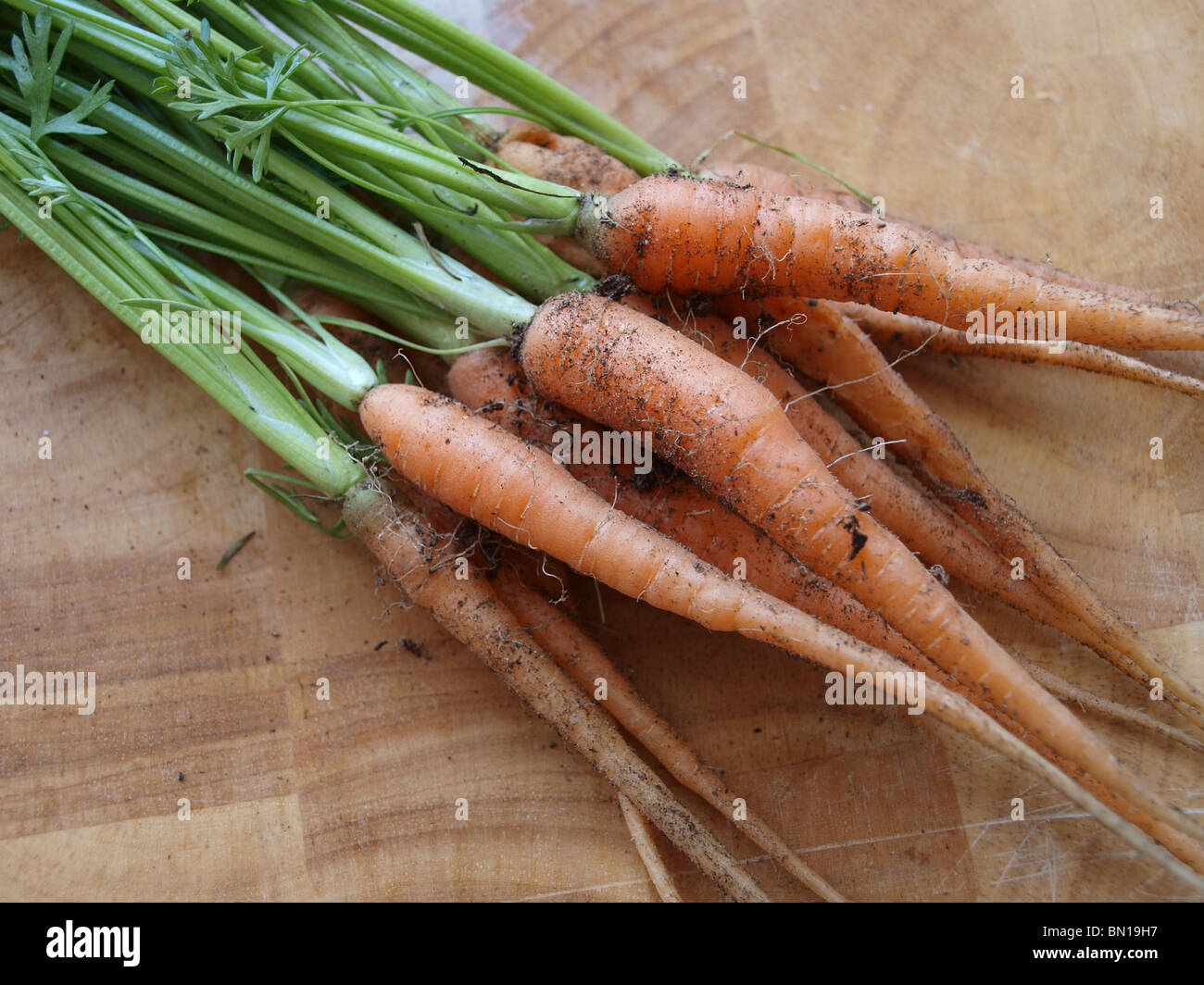 Home grown carrots, Daucus carota Stock Photo