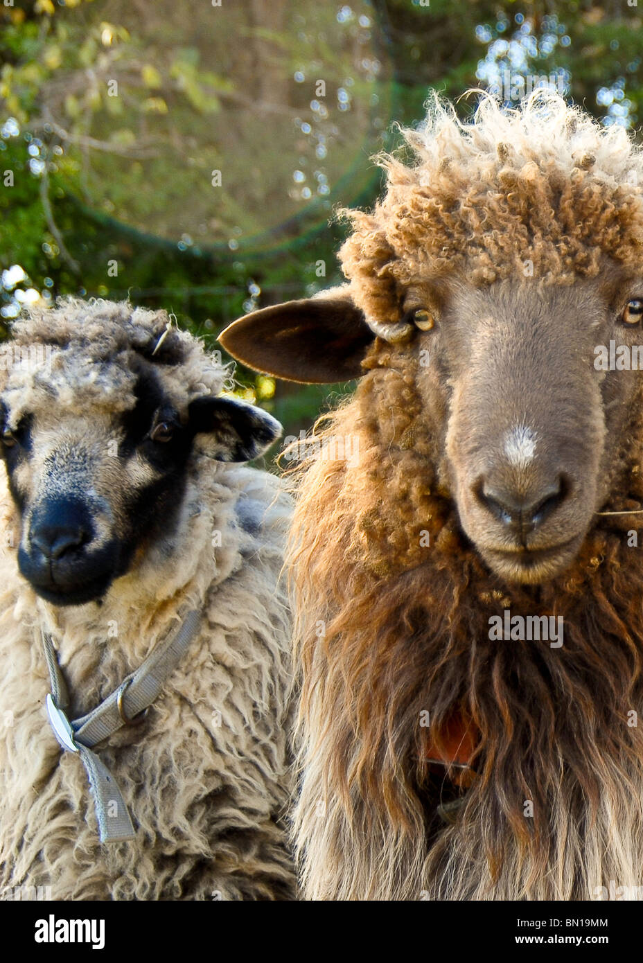 sheep on th farm Stock Photo