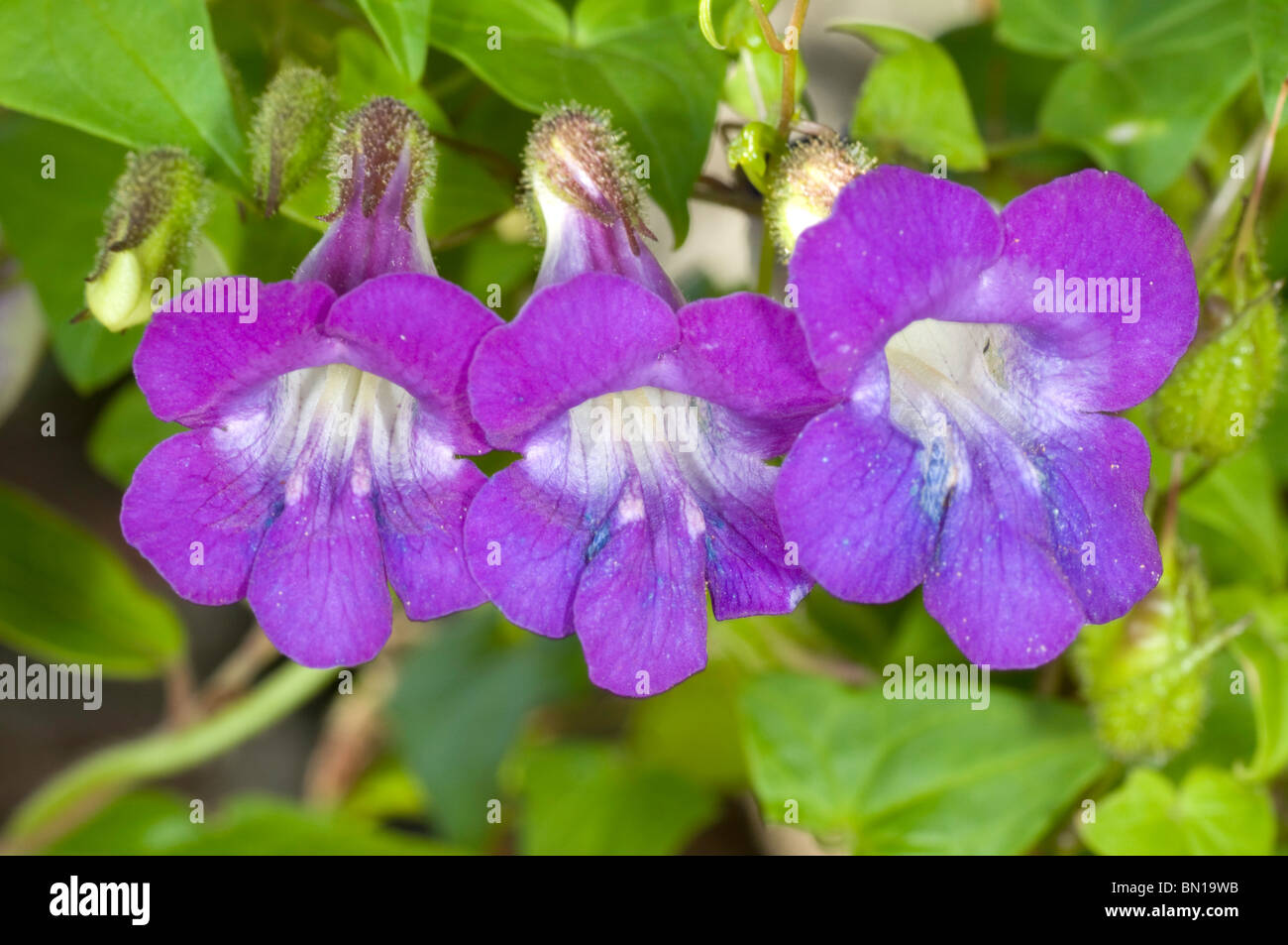 Purple flowers of Asarina scandens, a climbing plant Stock Photo