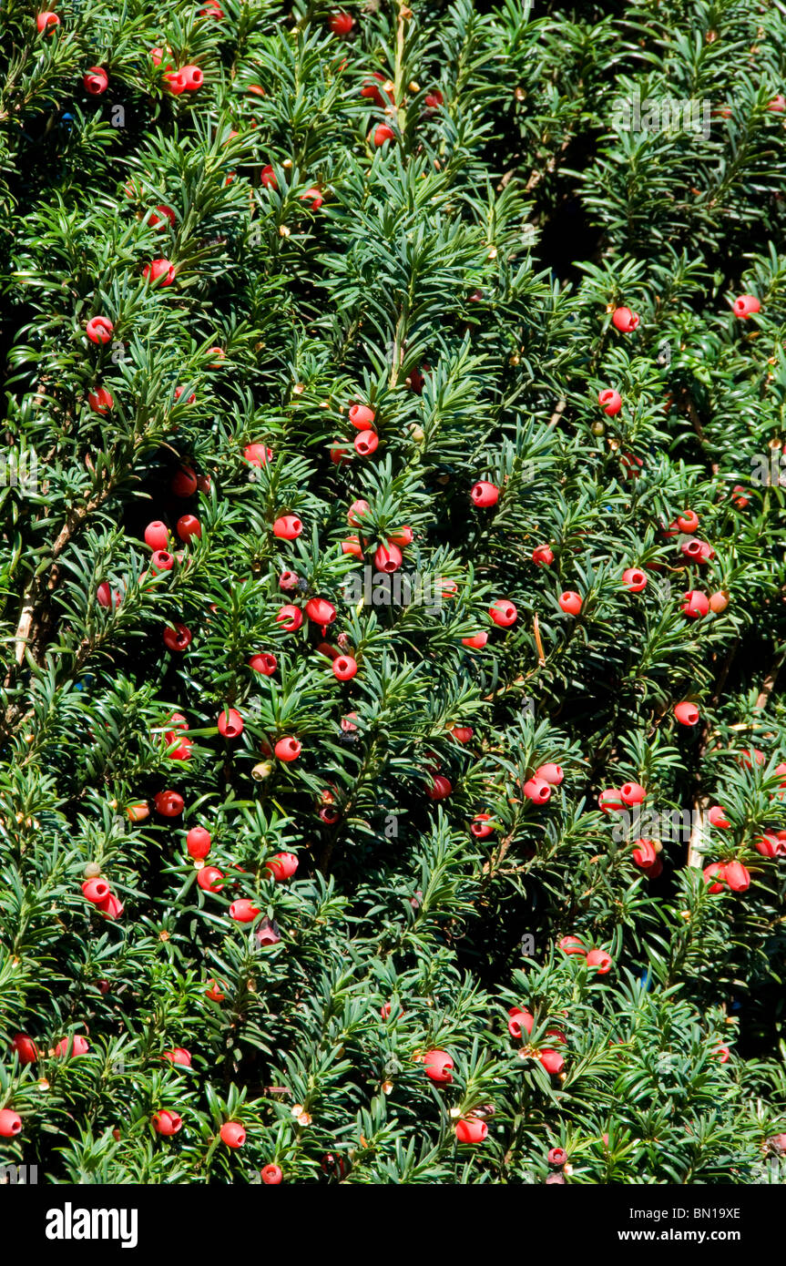 Red berries on common yew, Taxus baccata Stock Photo