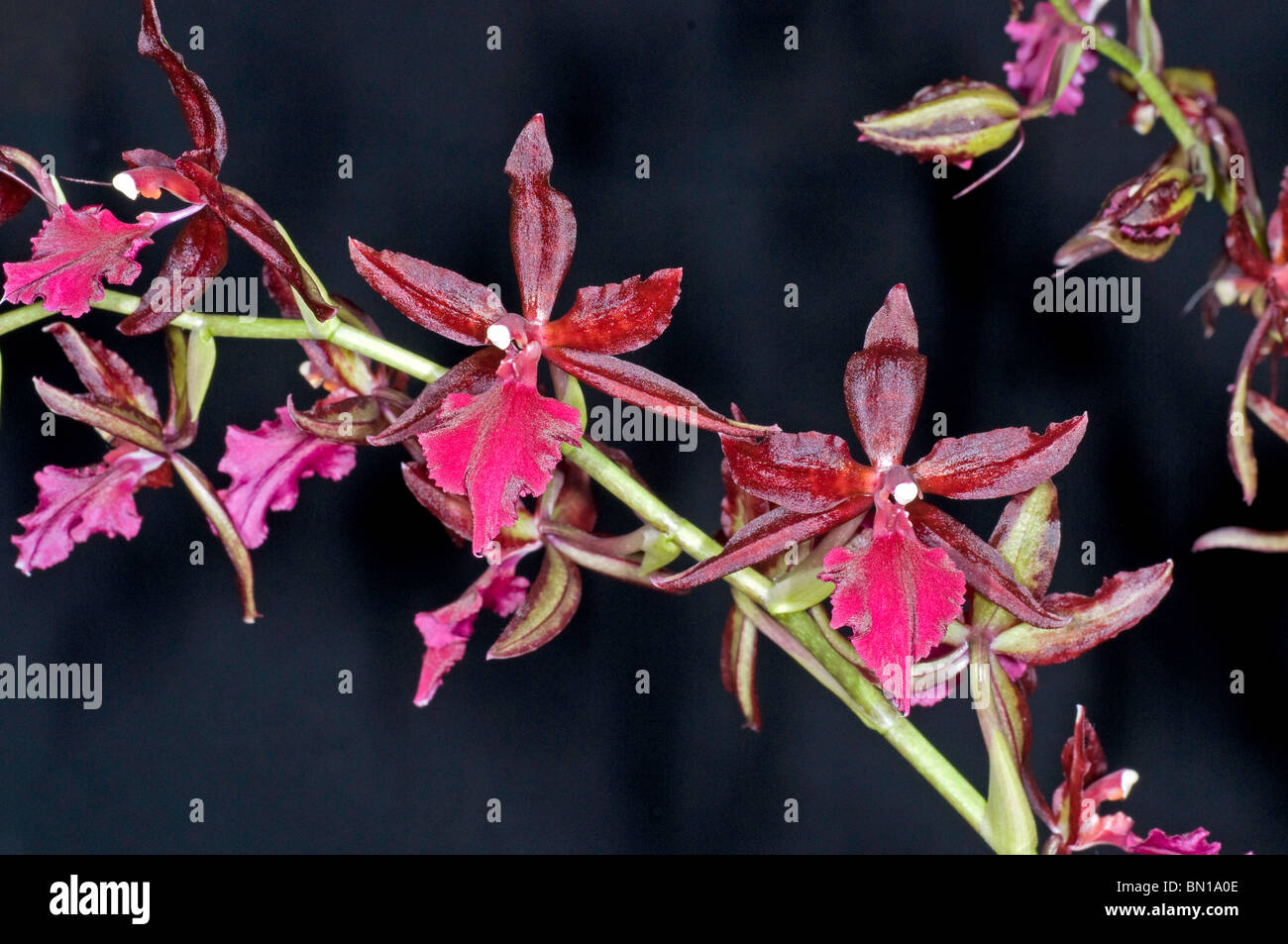 Flowering stem of the exotic Cambria (Vuylstekeana) orchid Stock Photo