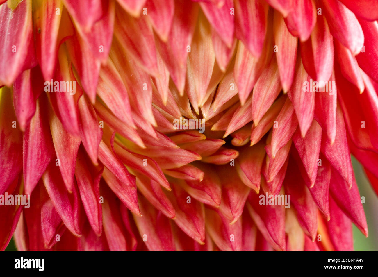 Dahlia 'Vuurvogel', close up of flower Stock Photo