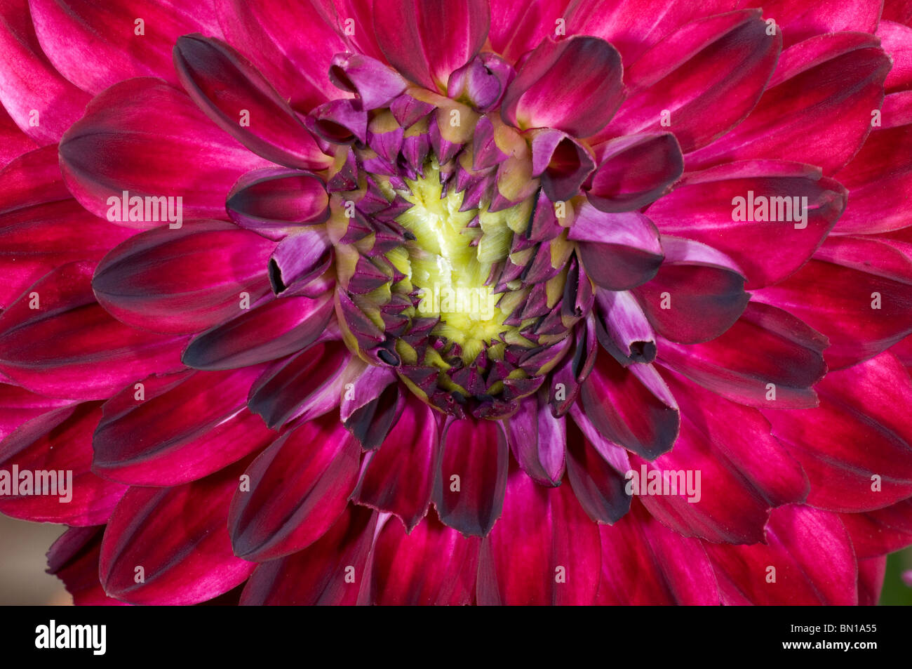 Dahlia 'Osirium', close up of the burgundy flower Stock Photo
