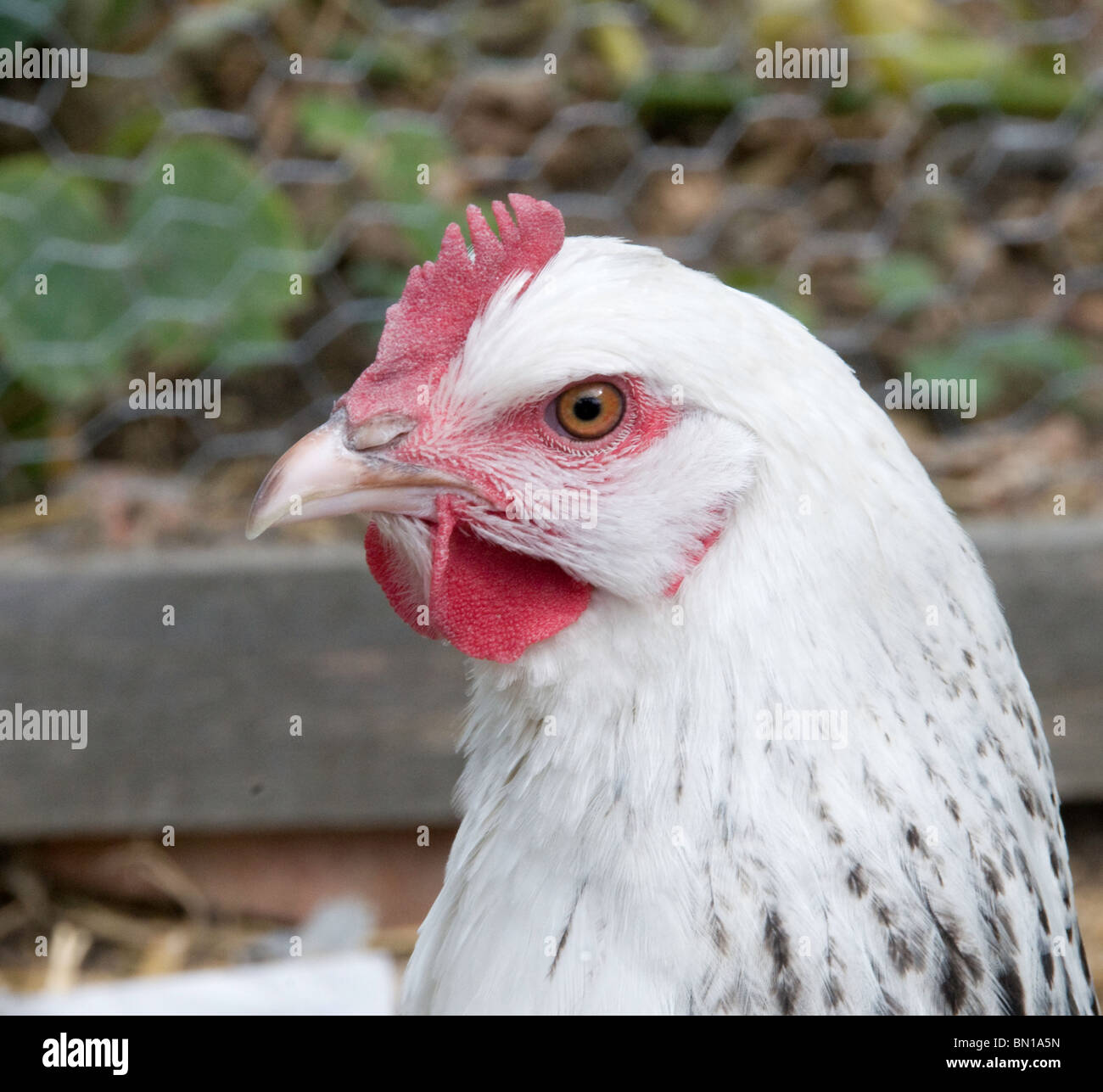 Light Sussex hen, close up of head Stock Photo