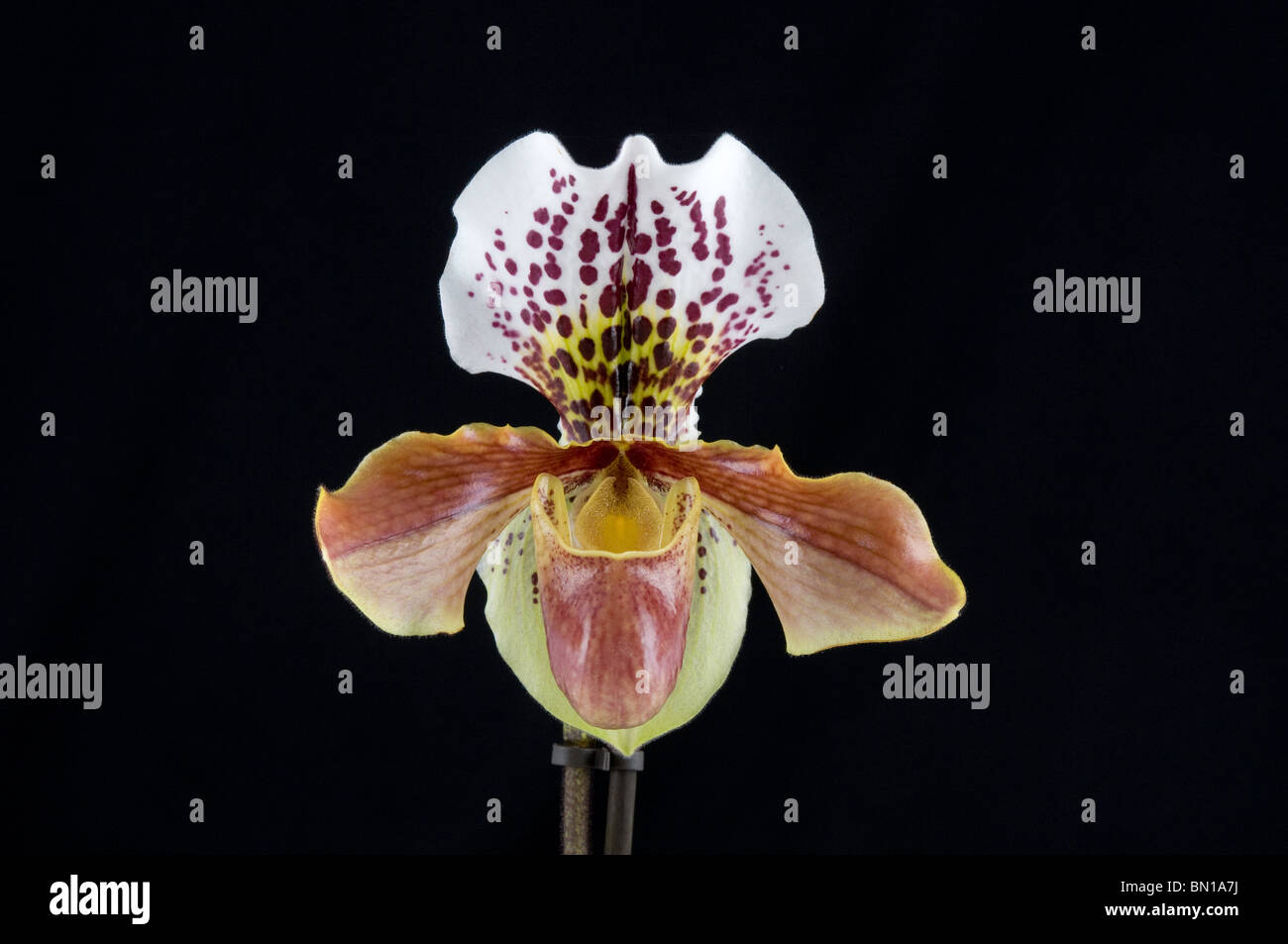 Single flower of a slipper orchid (Paphiopedilum 'Duncan York') Stock Photo