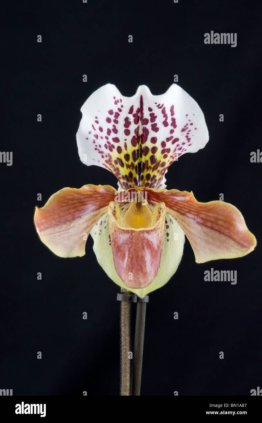 Single flower of a slipper orchid (Paphiopedilum 'Duncan York') Stock Photo