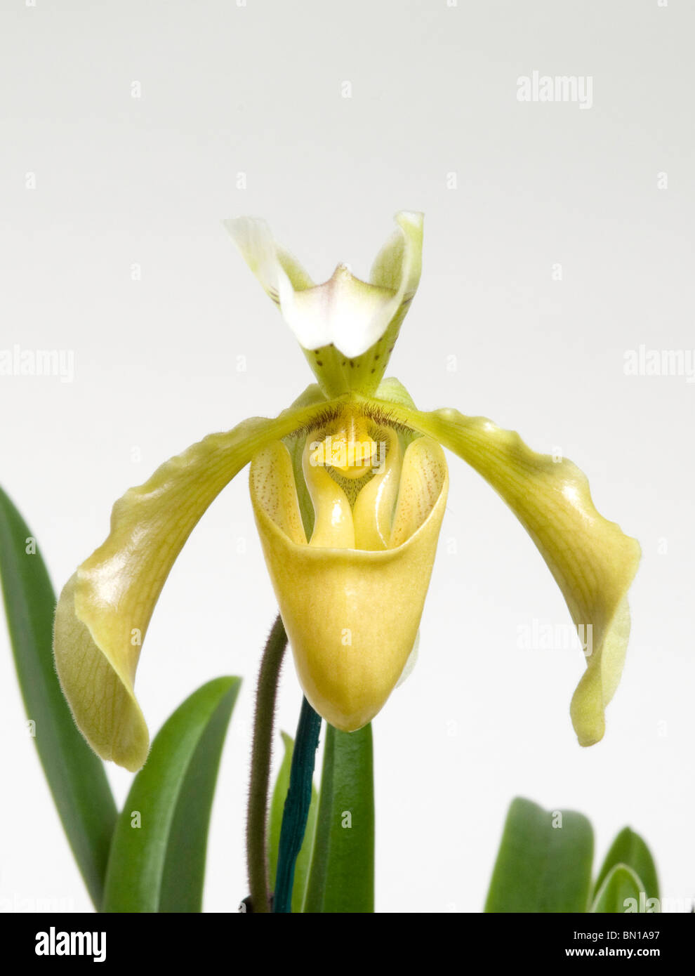 Single yellow flower of a slipper orchid (Paphiopedilum) Stock Photo