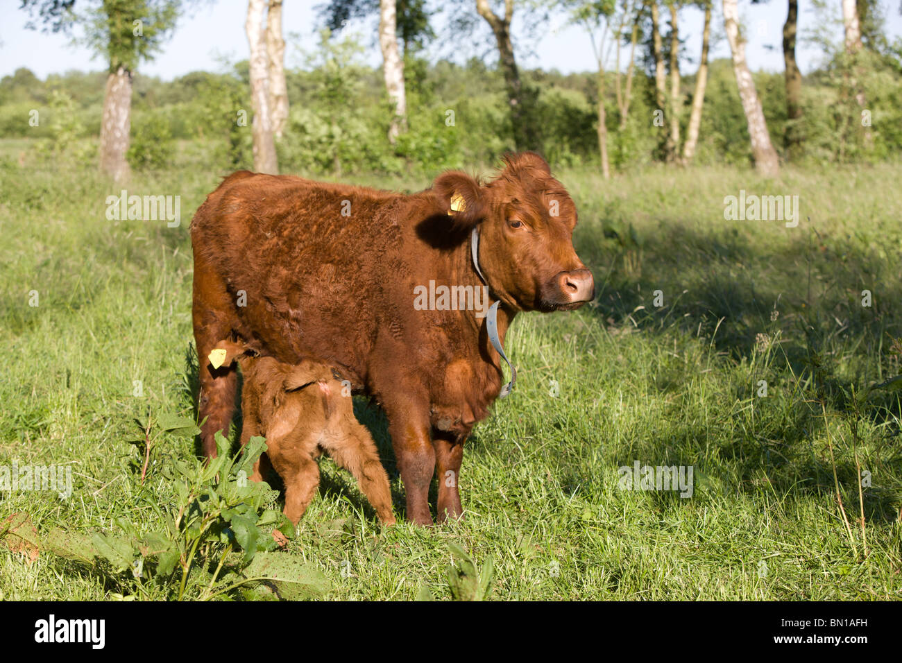 young common Cow drinking milk - Bos primigenius taurus Stock Photo