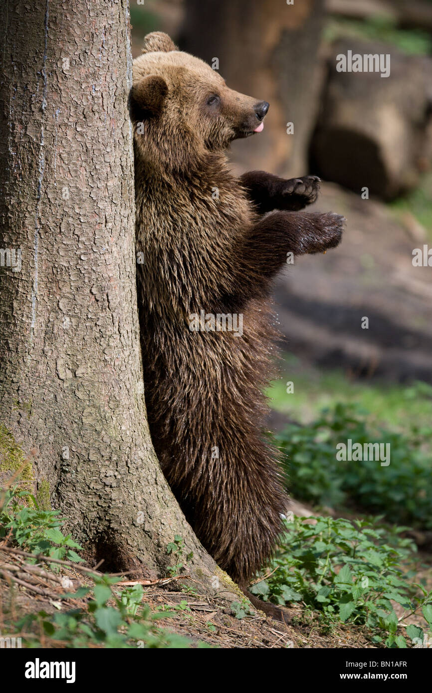 Bear tree rubbing hires stock photography and images Alamy