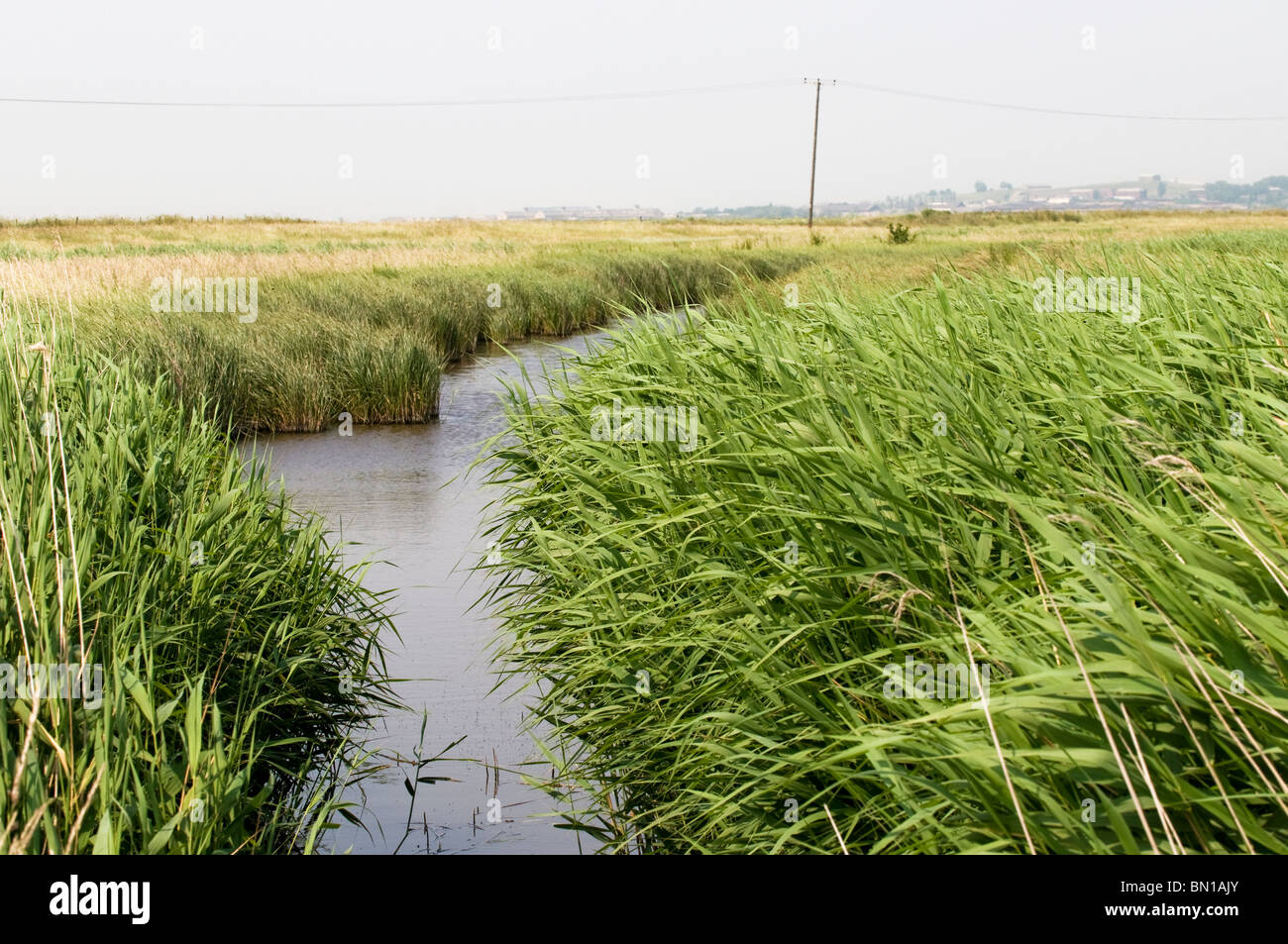 Nature reed bed water pool pond pastoral landscape wop ph hires stock