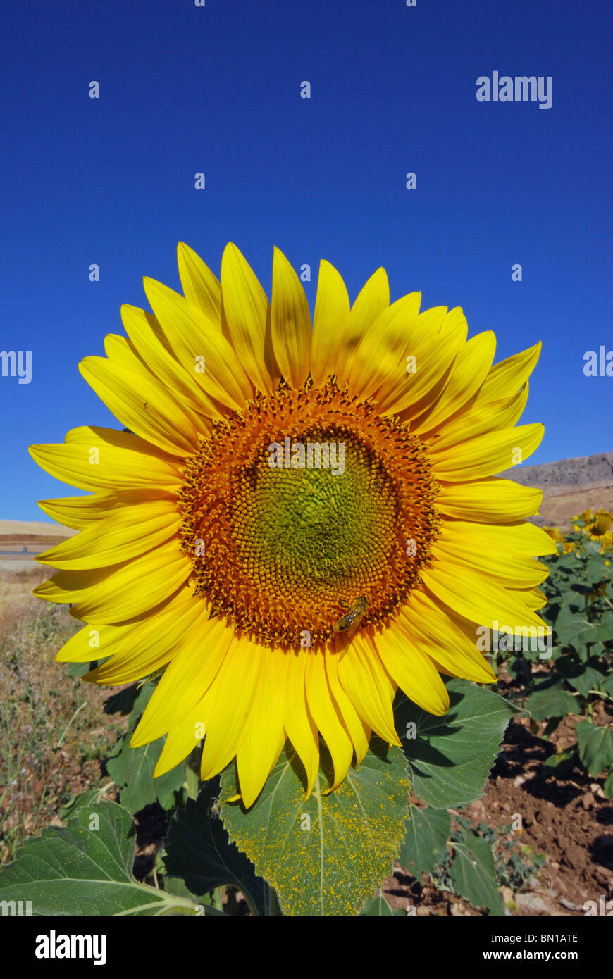 Sunflower, Teba, Malaga Province, Andalucia, Spain, Western Europe. Stock Photo