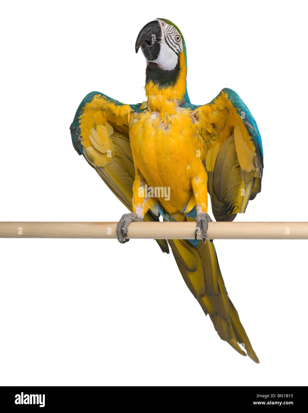 Young Blue-and-yellow Macaw perching in front of white background Stock Photo