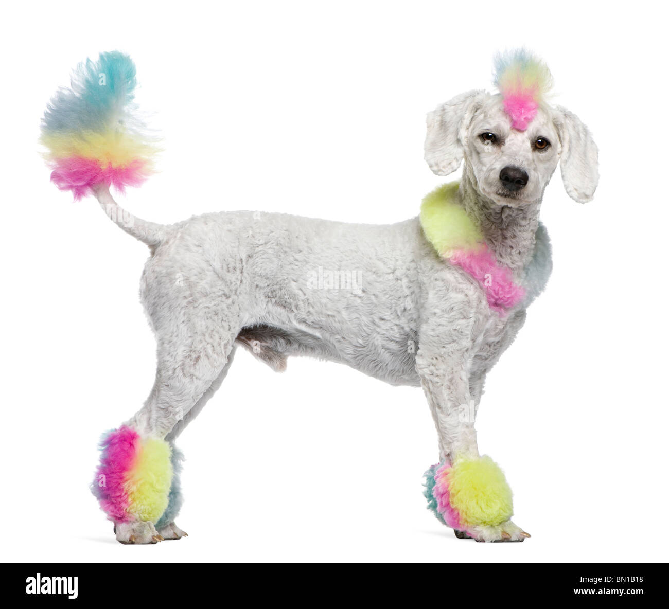 Poodle with multi-colored hair and mohawk, 12 months old, standing in front of white background Stock Photo