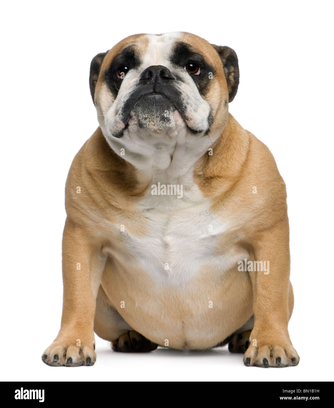 English Bulldog, 3 years old, sitting in front of white background Stock Photo