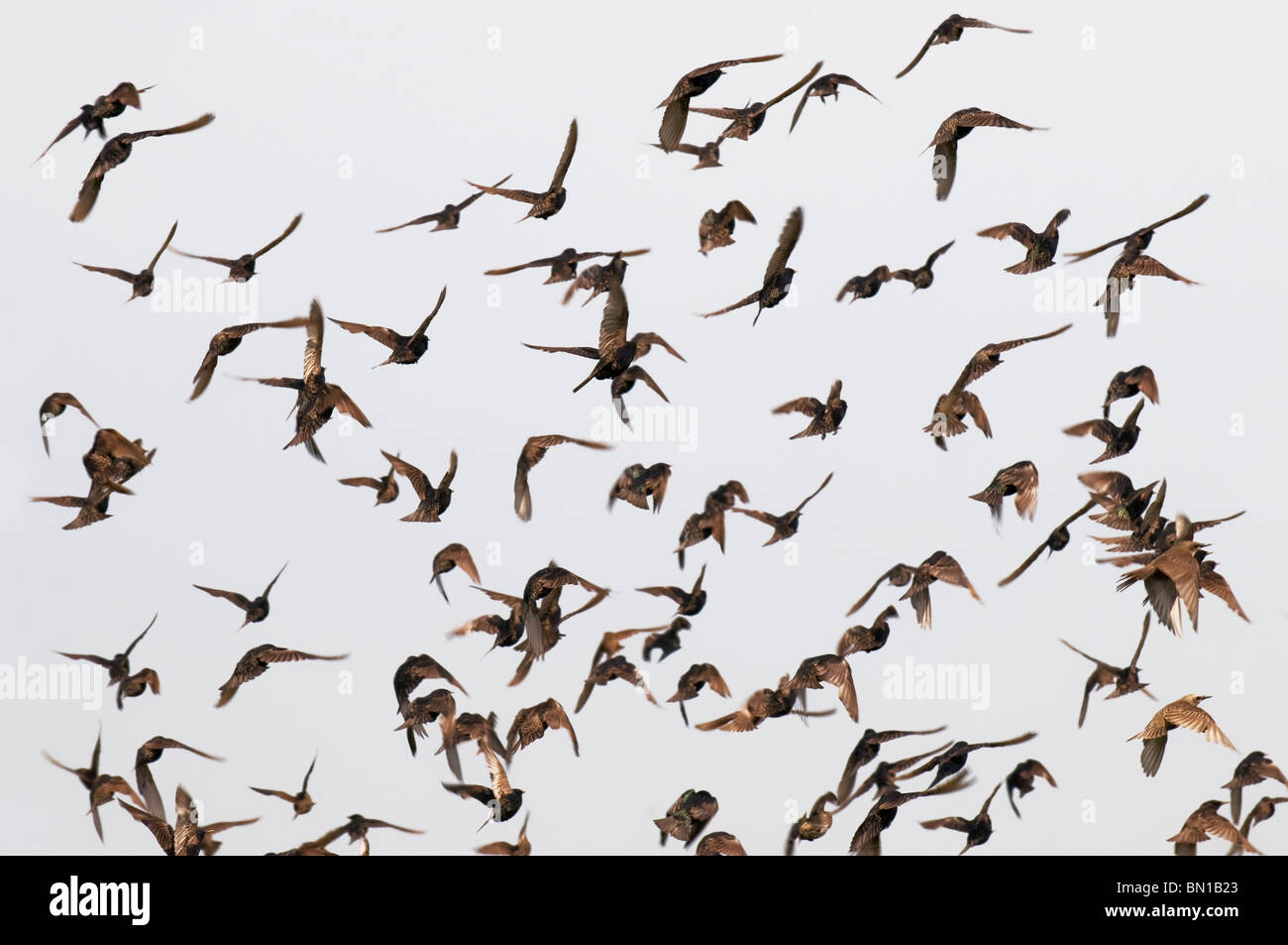 A flock of starlings Stock Photo 30148779 Alamy