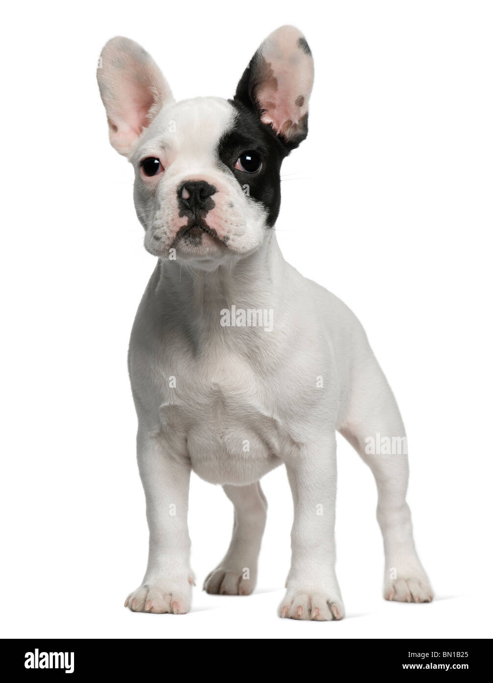 French Bulldog Puppy 3 Months Old Standing In Front Of White Background Stock Photo Alamy