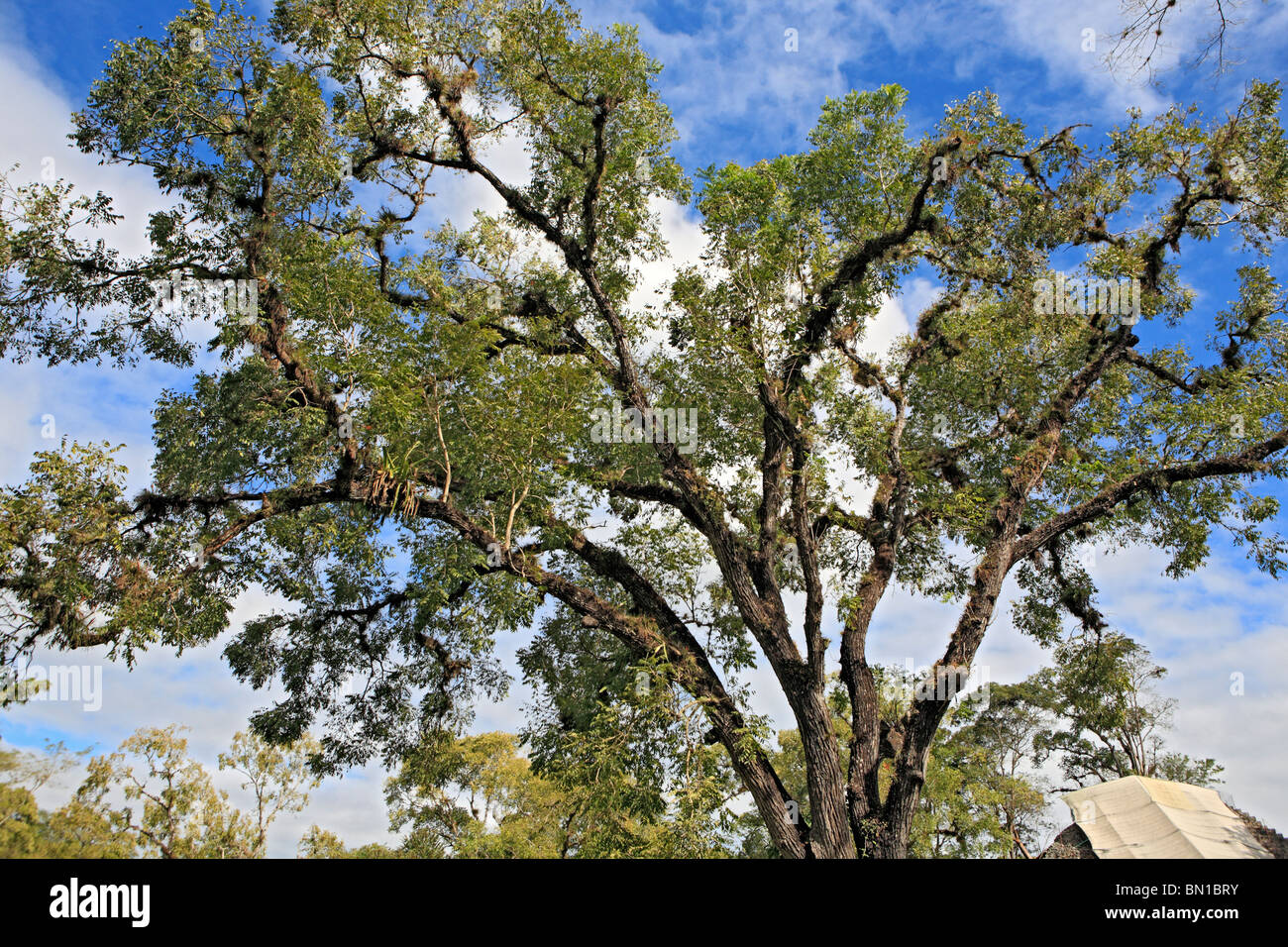 Old Tree, Copan (Honrduras), Guatemala Stock Photo