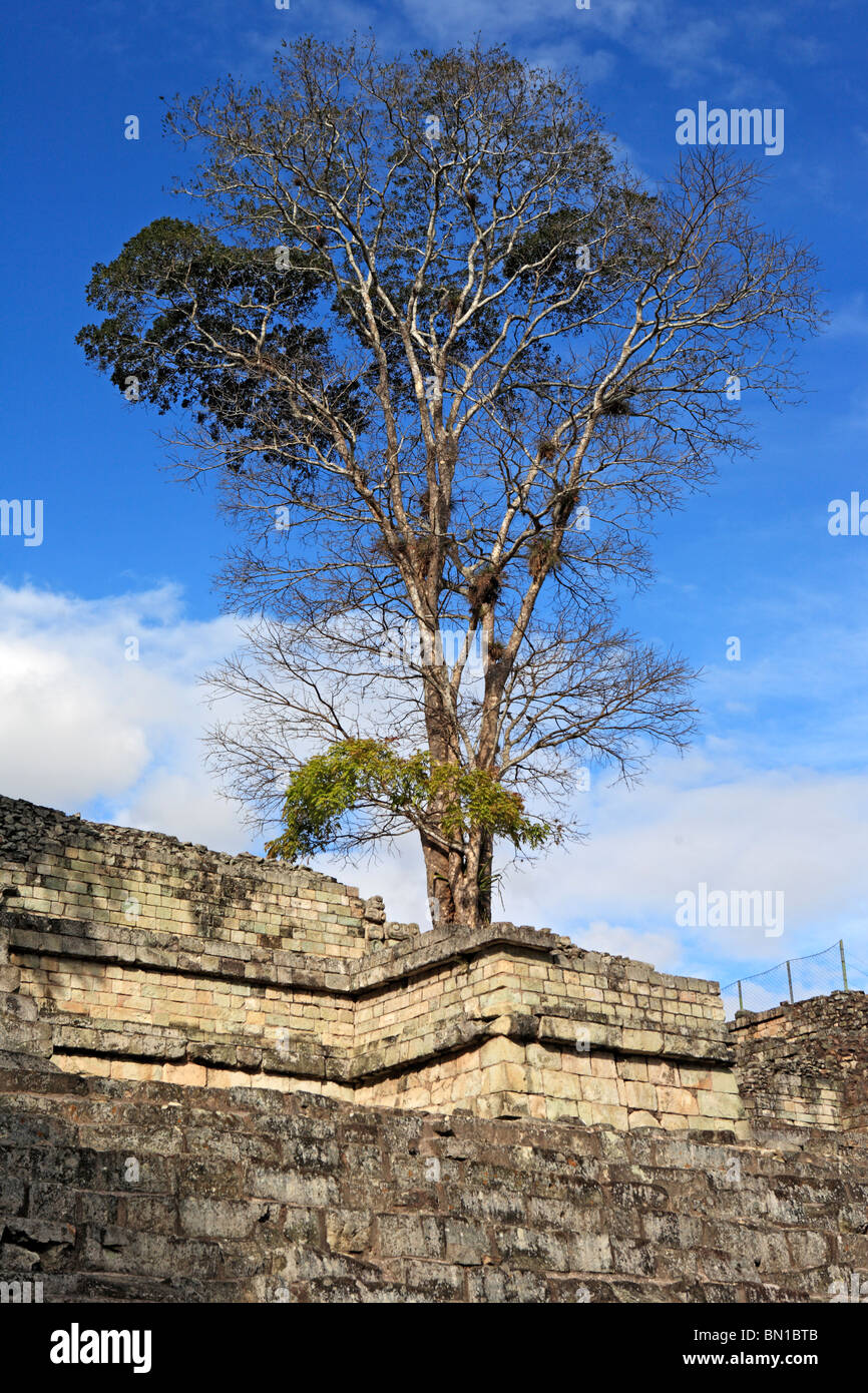 Old Tree, Copan (Honrduras), Guatemala Stock Photo