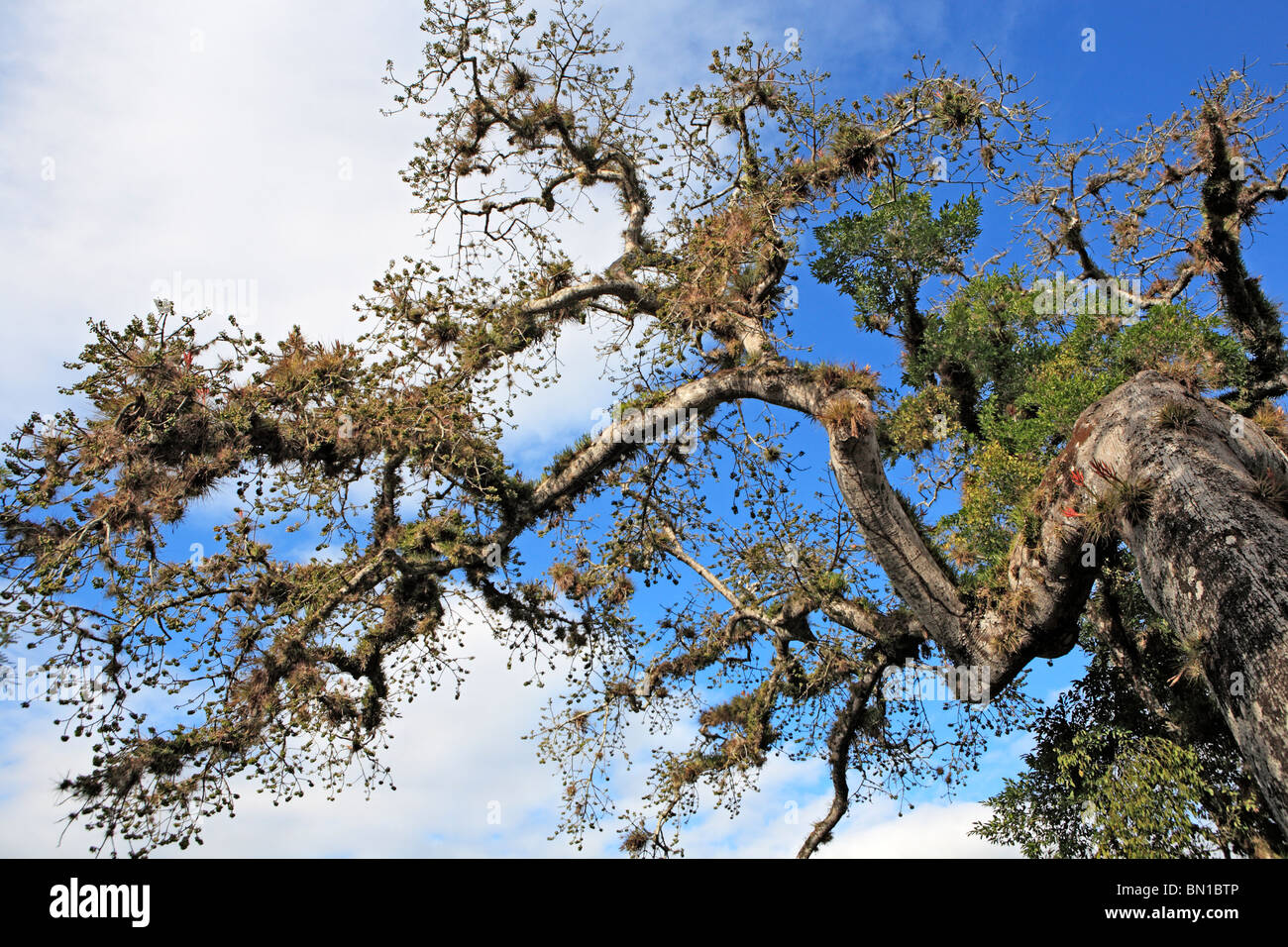 Old Tree, Copan (Honrduras), Guatemala Stock Photo