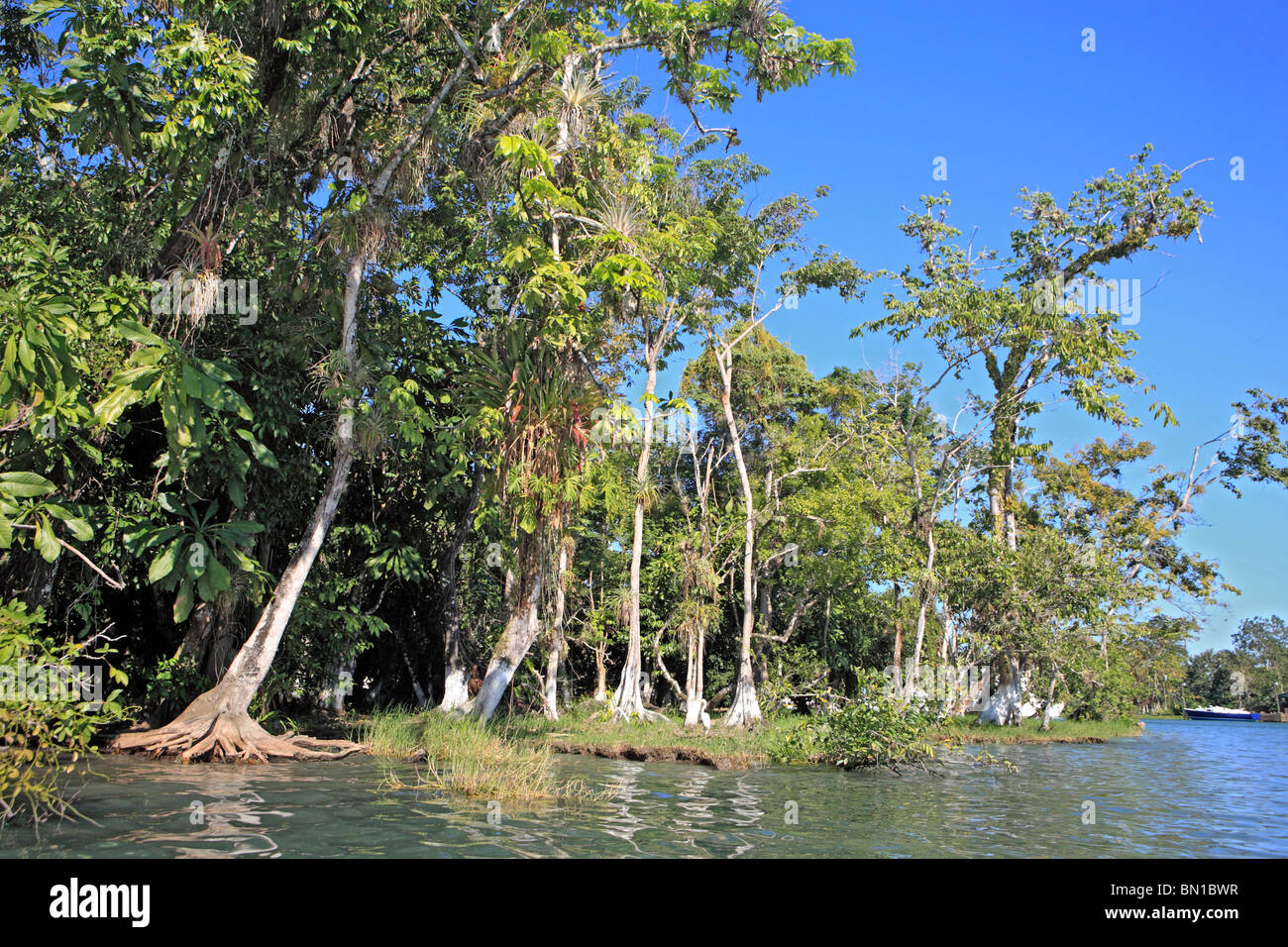 Dulce river, Guatemala Stock Photo