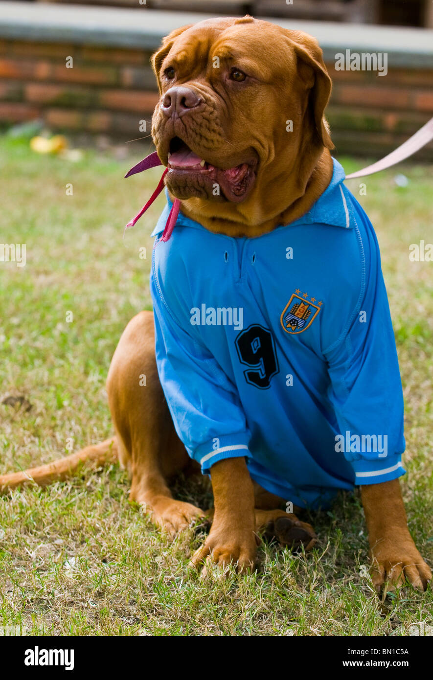 Dog wearing Uruguayan football team shirt celebrating the first quarterfinals in 40 years after beating South Korea Stock Photo