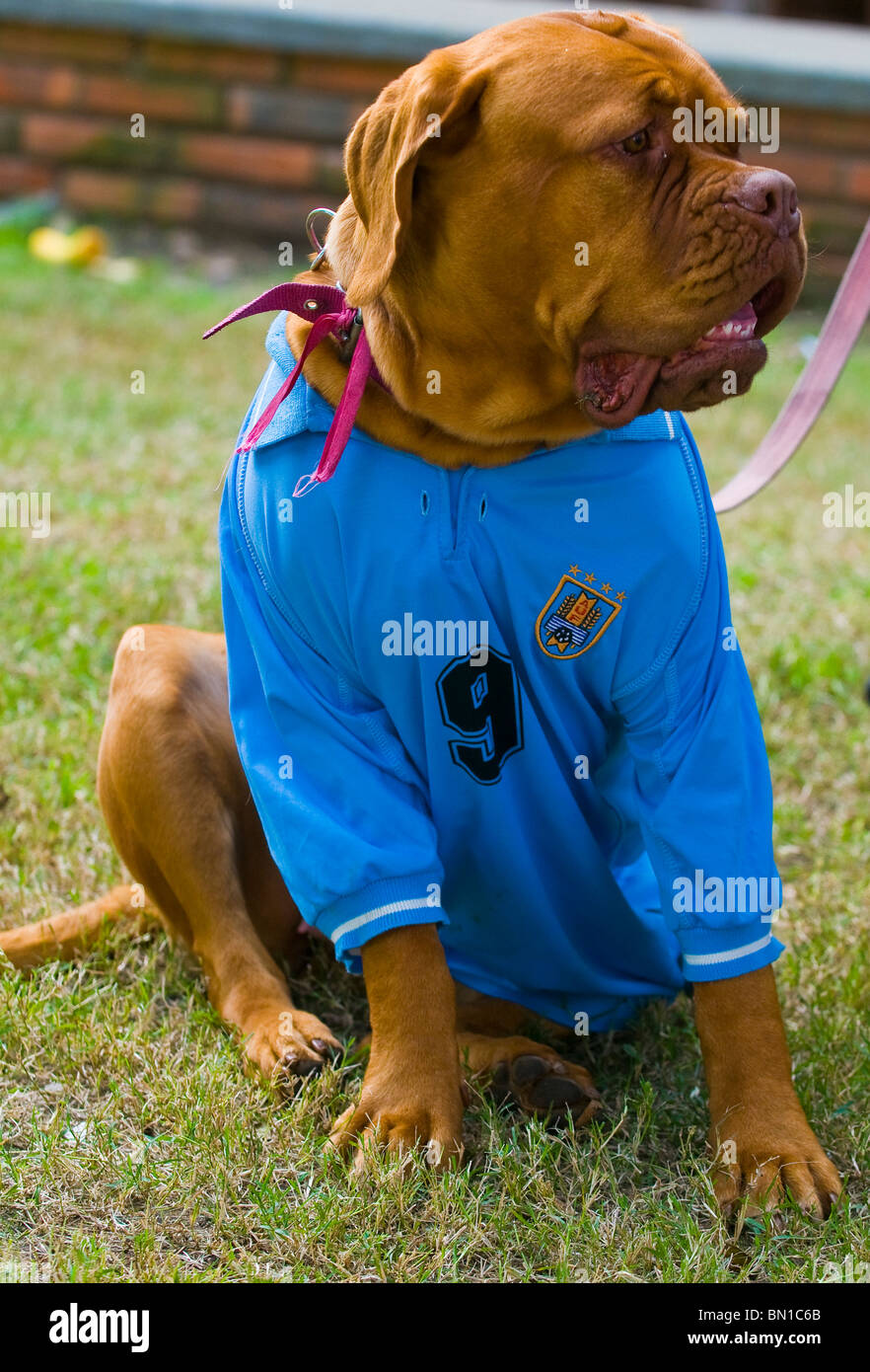 dog wearing Uruguayan football team shirt celebrating the first quarterfinals in 40 years after beating South Korea Stock Photo