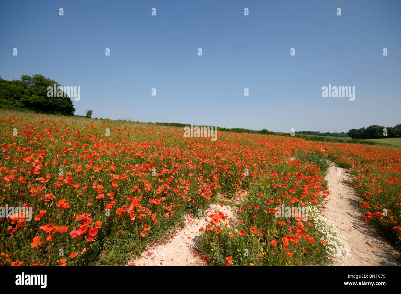 wild poppy flower in field at road side kent england uk Stock Photo Alamy