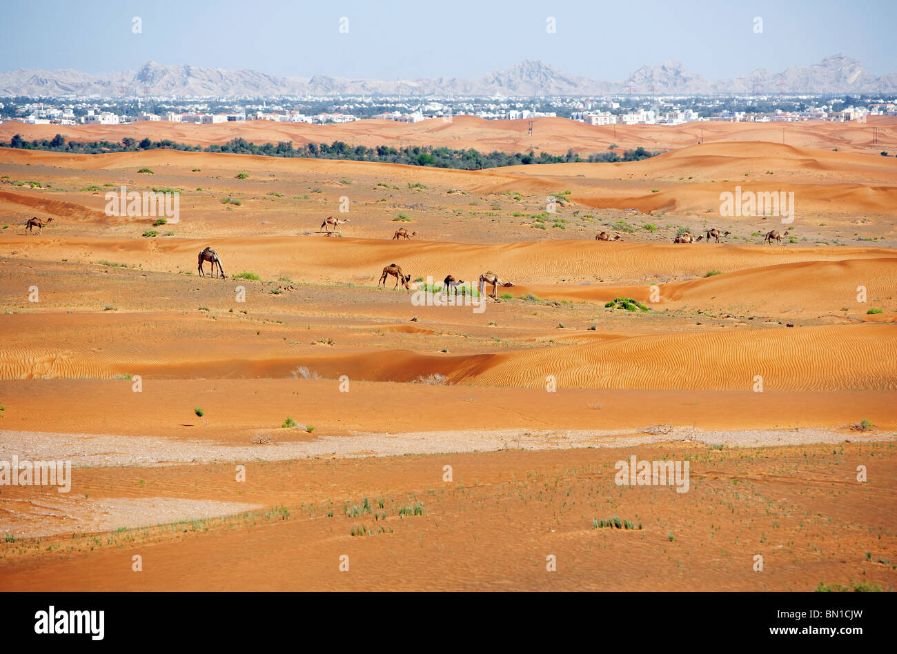 Camels grazing in deserts outskirts of Al-Ain, Abu Dhabi, UAE, Middle East Stock Photo