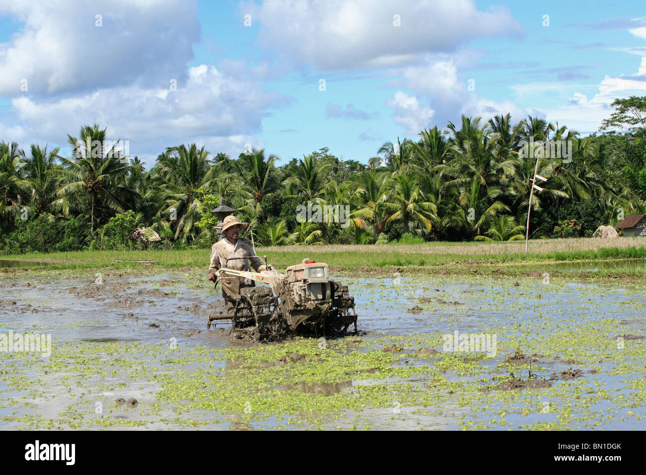 Balinese farmer ploughing a flooded rice paddy, near Ubud, Bali ...