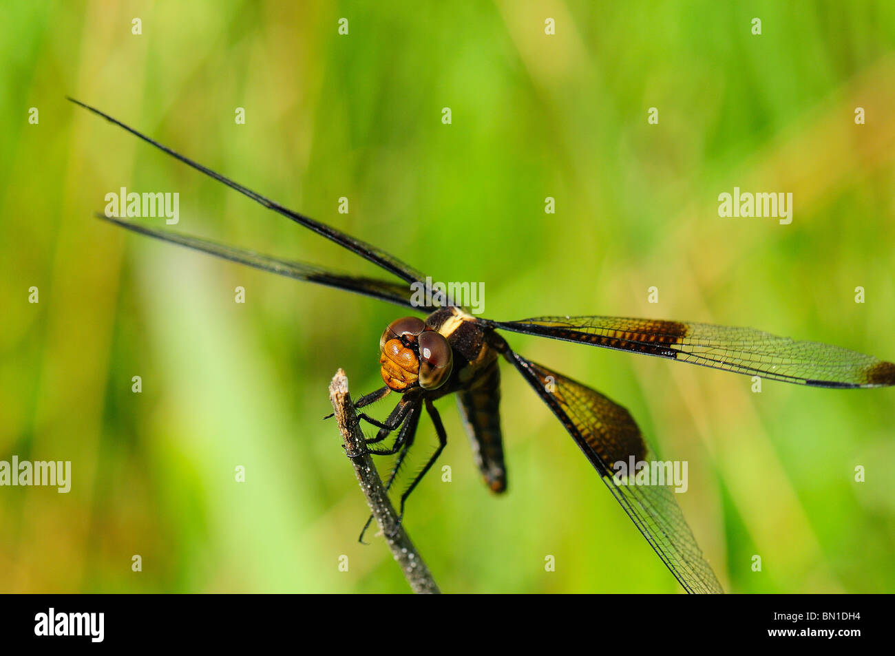 Female Widow Skimmer resting on a twig Stock Photo - Alamy