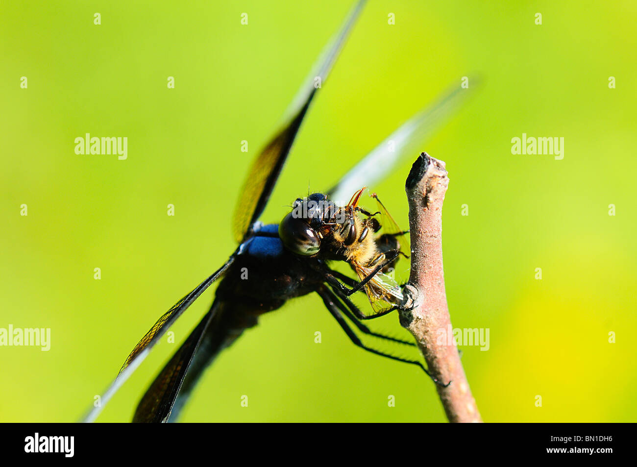 Male Widow Skimmer dragonfly resting on a twig eating a bee Stock Photo ...