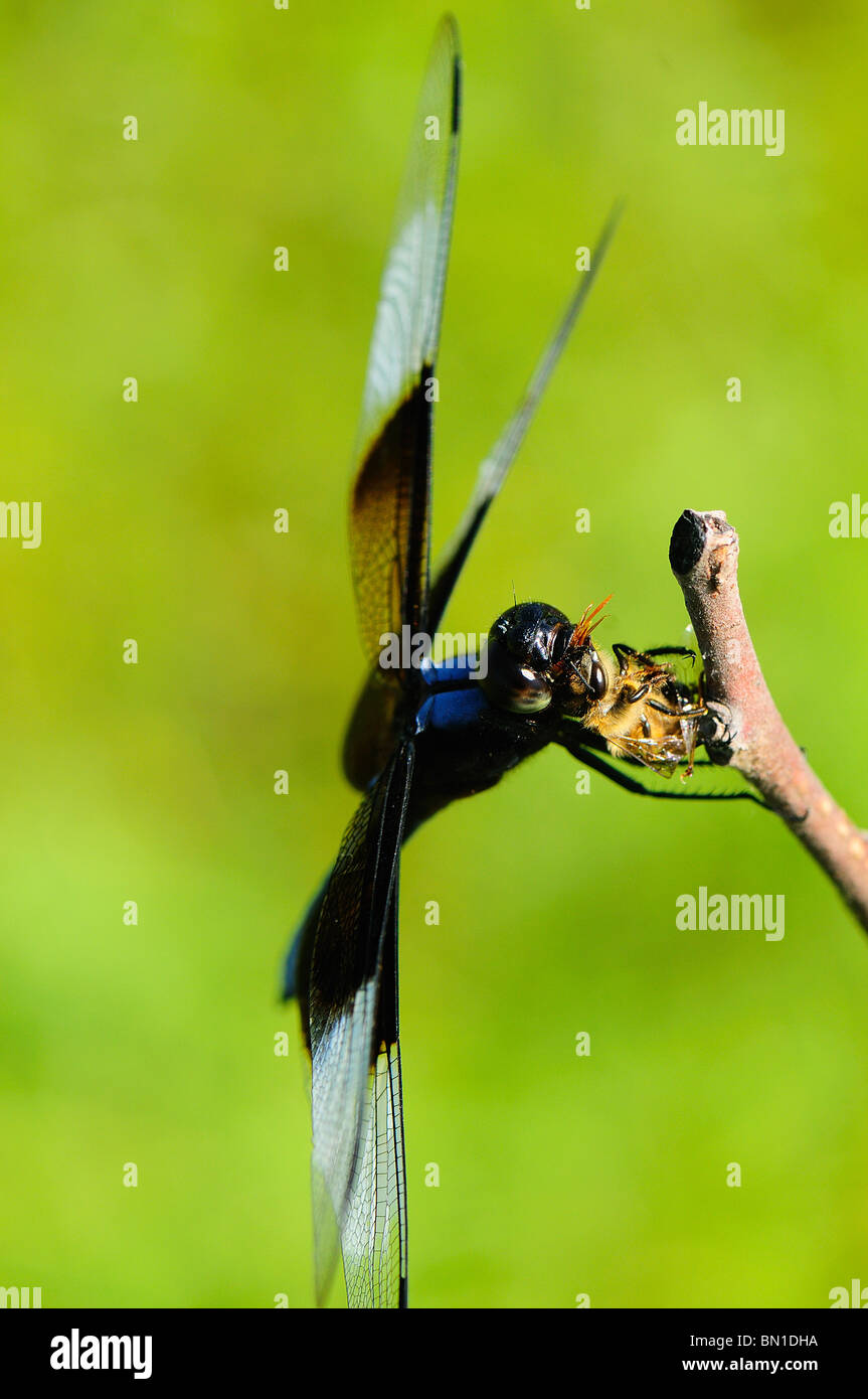 Male Widow Skimmer dragonfly resting on a twig eating a bee Stock Photo ...