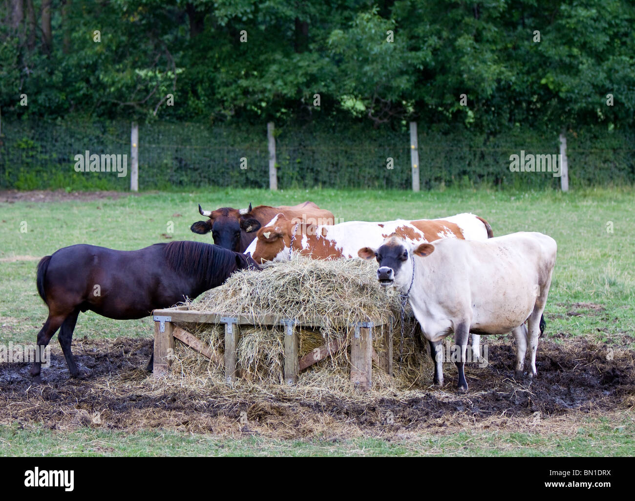 A brown horse and three cows ( cattles ) are eating grass from the manger. Stock Photo