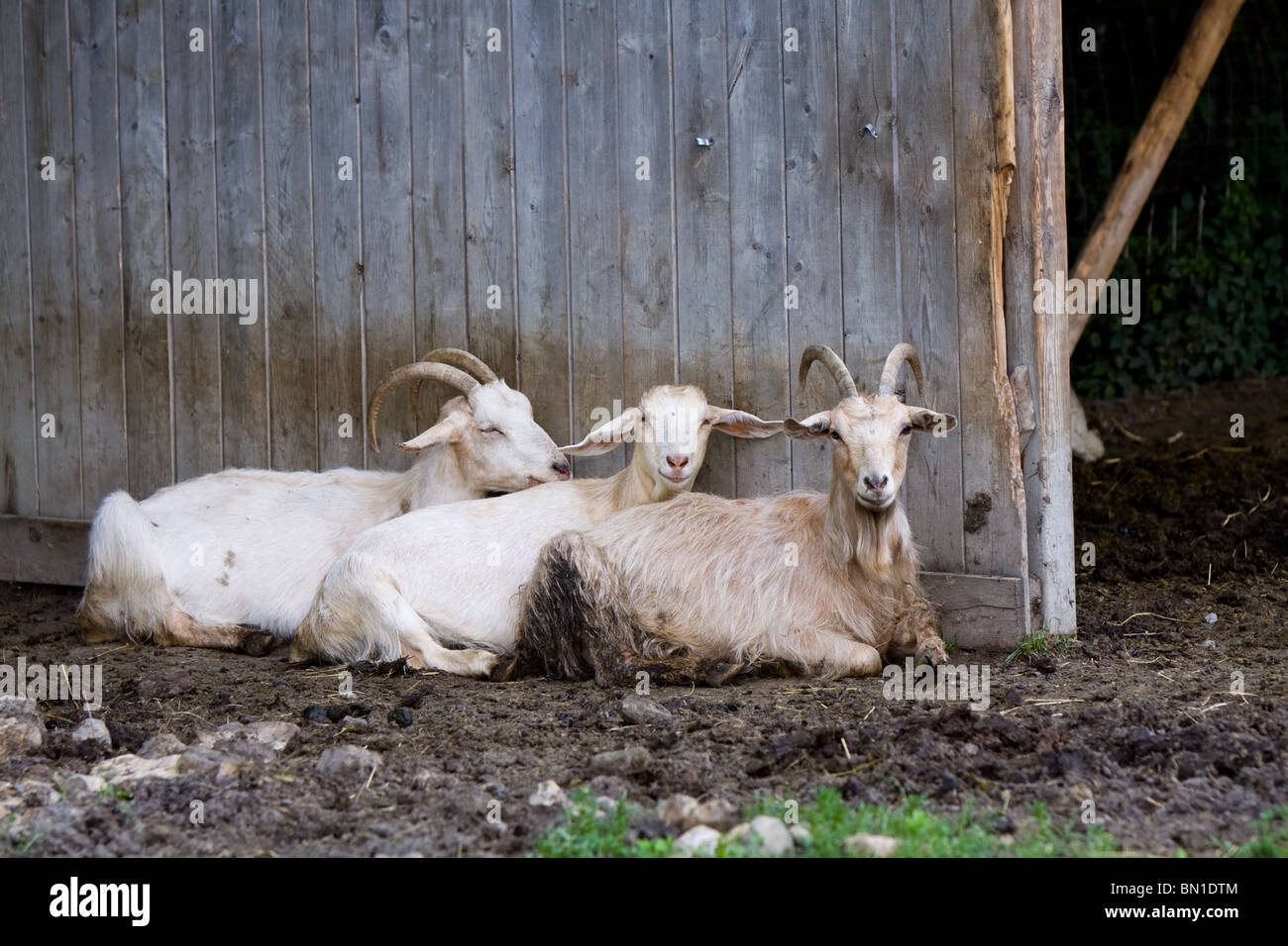 Two bucks and a doe ( goat ) sitting inside their stable. Stock Photo