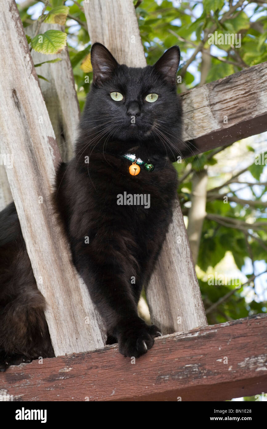Domestic black cat climbing around an old wooden fence Stock Photo - Alamy