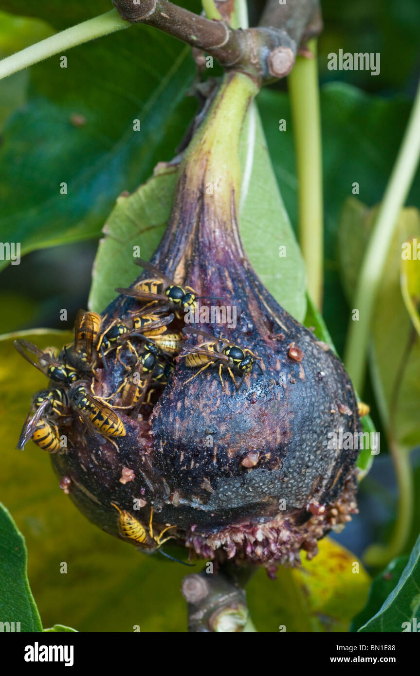 Fig wasp with figs hires stock photography and images Alamy