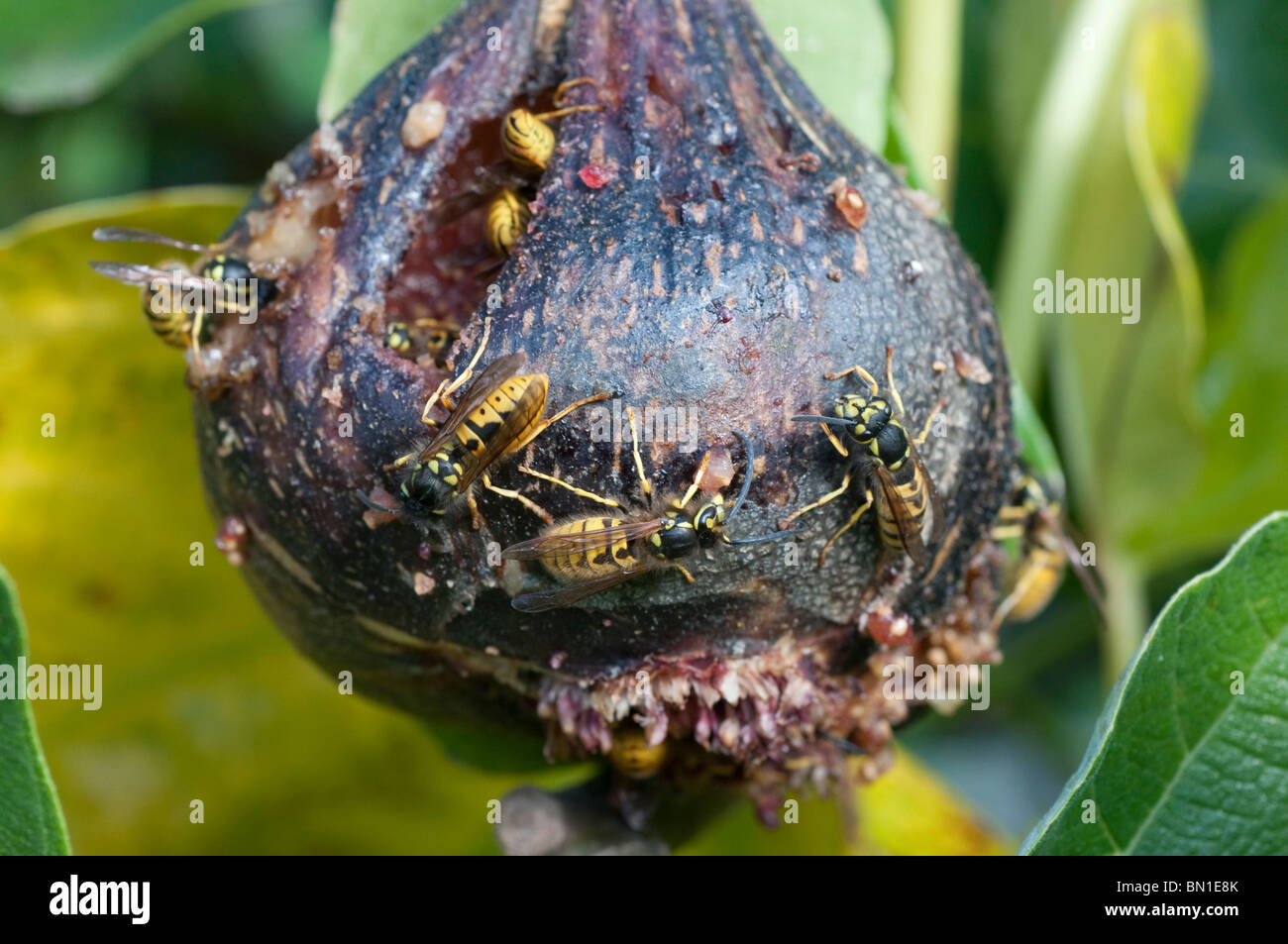 Fig wasp hi-res stock photography and images - Alamy